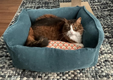 Melchior, die katze, liebt diesen korb!