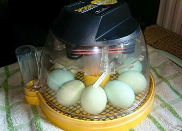Ausbrüten von araucana-eiern in mini eco
