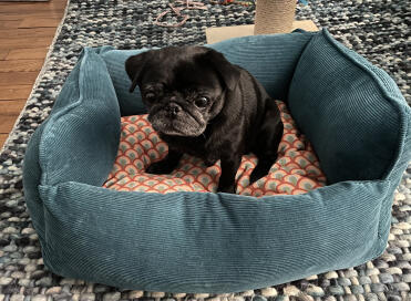 Auch lucius, der mops, liebt diesen korb!