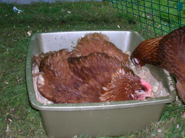 Unsere Hühner lieben es, Staub in einem Katzenstreutablett voller Sand und Sägemehl zu baden. Sie essen ihn auch gerne.