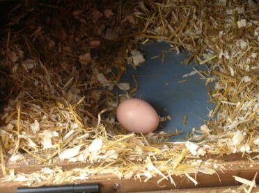 erstes Ei wahrscheinlich von Myrtle gelegt
