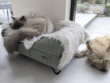 2. von der katze besetzter korb