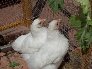 Hühner im auslauf in der nähe des eingangs zu ihrem hühnerstall
