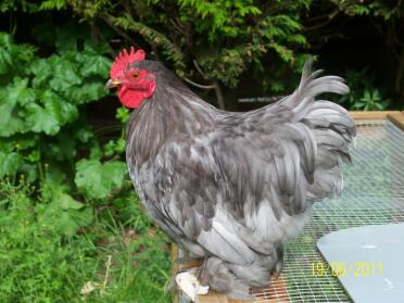 Huhn auf dem dach des stalls