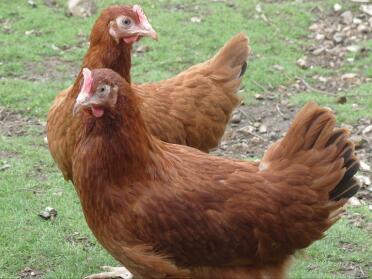 Zwei hühner im freien