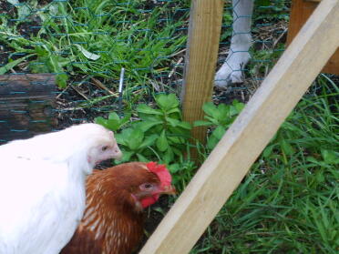 Bon Bon - der Bernstein & FLuffy Bum der Warren Beide meine Schwestern neue Hühner