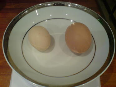 Unser erstes Bantam-Ei.