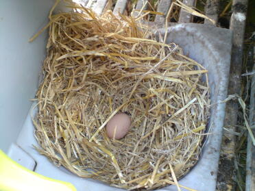 Clever Peggy hat ihr erstes Ei gelegt!
