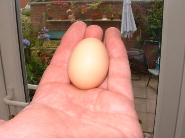 Dollys erstes Ei, klein, aber perfekt geformt