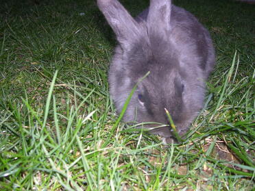 tommi mein Kaninchen