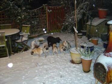 Hunde im Schnee 2007