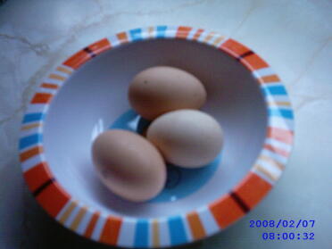 Erste Eier, alle am selben Tag gelegt: 0)
