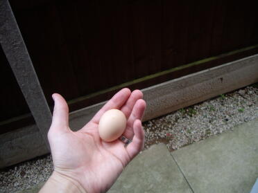 Ein Ei nach nur einem Tag !!