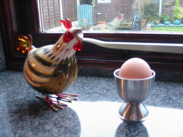 Unser erstes Ei, sehr geschickt von Safran, unserer Warren Brown Henne, gelegt.
