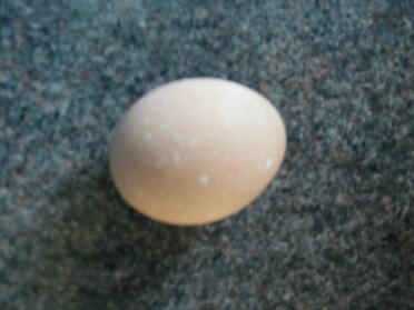 Ambers First Egg, schönes großes mit weißen Flecken.
