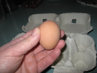 Eggwinas erstes Ei am Tag ihrer Ankunft