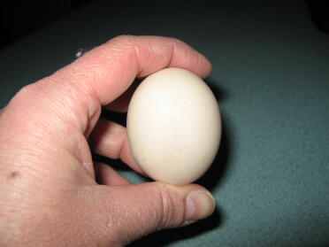 Eggnas erstes Ei am zweiten Tag