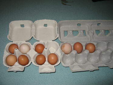 Tag 6 Eizahl abzüglich derjenigen, die keine Schale hatte