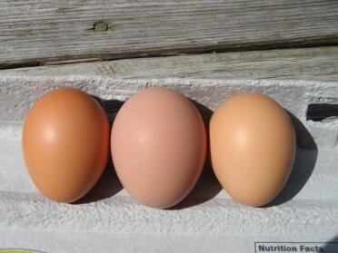 Eier von gestern ist das eine Pflaume in der Mitte erröten? Ich denke, dass wir mit den No Shell Eiern keine für 2 Tage fertig sind und dann diese Schönheit zuerst von dieser Farbe. Die anderen 3 legen braune Eier.