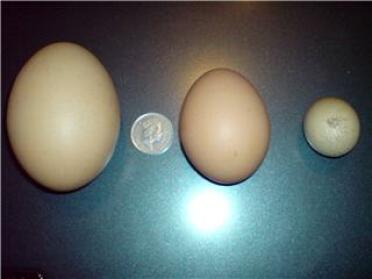 Ein 129 g Ei, das von einem von Mitchells Hühnern am 2. April 2008 gelegt wurde