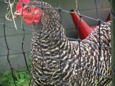 Das Omlet netz bietet einen eierfangbereich für ihre hühner, von trish und steve