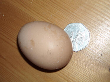 Mein erstes Ei vom 15.3.07 wog 50 g, was bedeutet, dass es als klein eingestuft ist. Ich glaube, es stammt von Marjorie