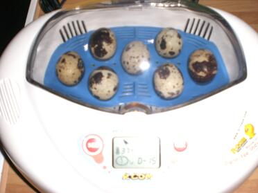 Eier im Inkubator