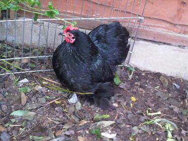 Ein schönes pekin-huhn in einem garten.