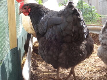Pfannkuchen der Australorp