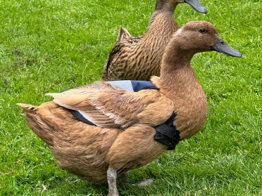 Ente im jackett