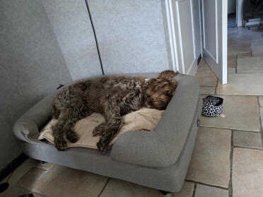 Charly liebt sein bett über alles 
