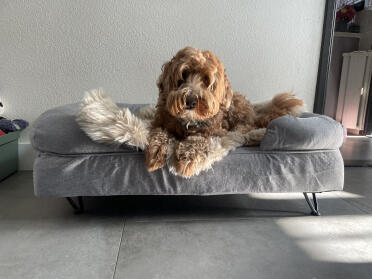 Sill sein neues bett testen 💙