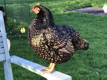 Schöne Betty Chicken, doppelt silber geschnürte Bsrnevelder Bantsm