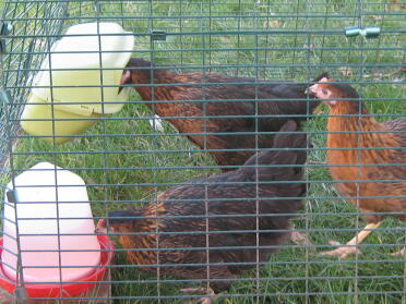 drei hühner genießen ihr eglu!