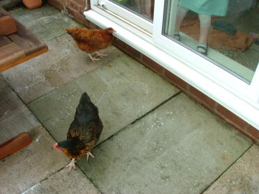 Hühner helfen bei der Reinigung der Terrasse