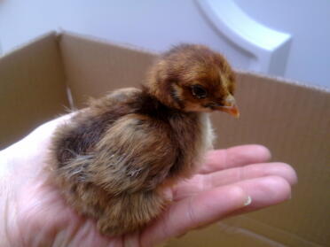 Süßes küken in der hand