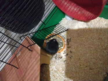 🐹 panda-hamster