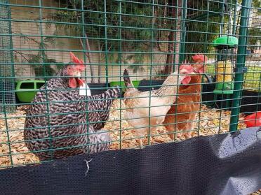 Hettie, mabel und flo in ihrem neuen anbau