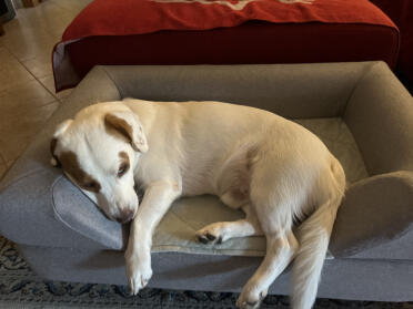 Topology homer macht es sich auf seinem sofa gemütlich, aber er hat auch alle schafsfell-alternativen, und die ganzen bezüge sind einfach 🍀.