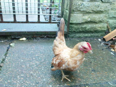 Huhn im garten