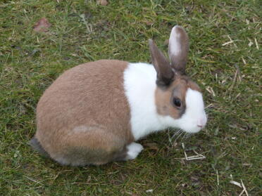 Niederländisches Kaninchen