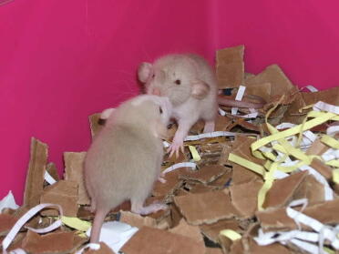 Schön und staubfrei so Good für ratten und hamster zu verwenden, wir verwenden dieses zeug immer mit baby-ratten, Good mit absorbierenden gerüchen.