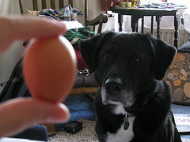 Hund hypnotisiert durch winziges Ei.