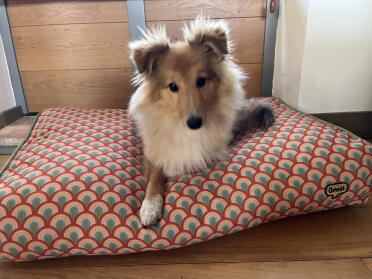 Finn (6 monate) bedankt sich für sein kissenbett - er liebt es 👍.