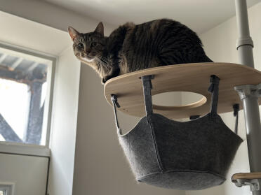 Javis morgendlicher sitzplatz