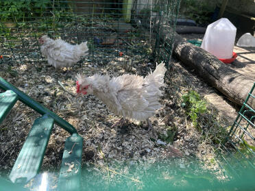 Frizzle-küken im neuen zuhause