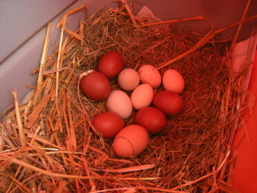 the eggs