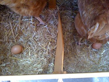 Erster Morgen nach Hause und 2 Eier!
