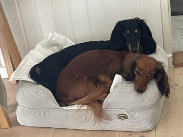 Unsere 2 dackel in dem kleinen hundebett mit memory-schaum. sie haben auch ein mittelgroßes hundebett mit memory-schaum, das wir gekauft haben, da es einen kampf um das kleine gab :-)