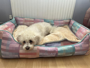 Evie legte sich sofort auf ihr neues bett mit decke. 